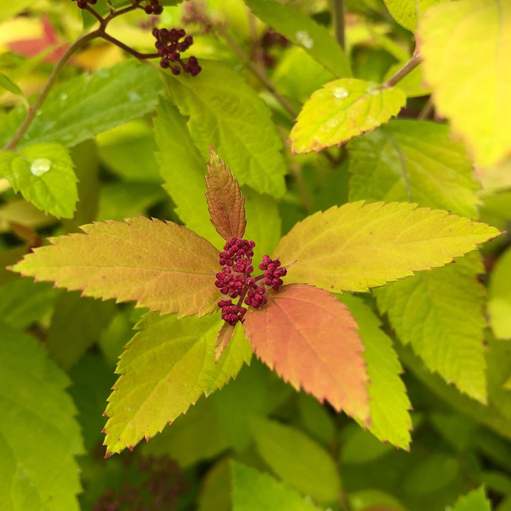 Spiraea japonica Double Play Big Bang Tracy