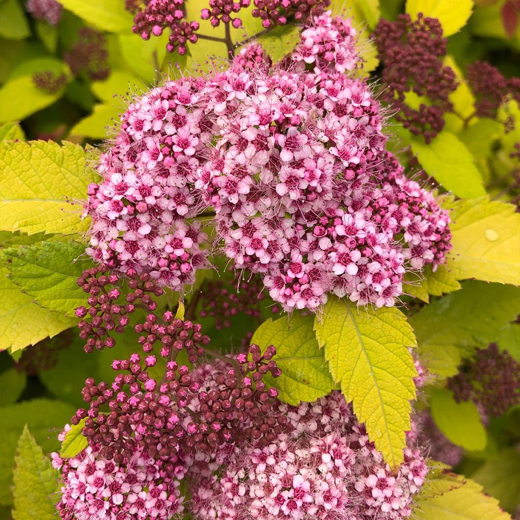 Spiraea japonica Double Play Big Bang Tracy