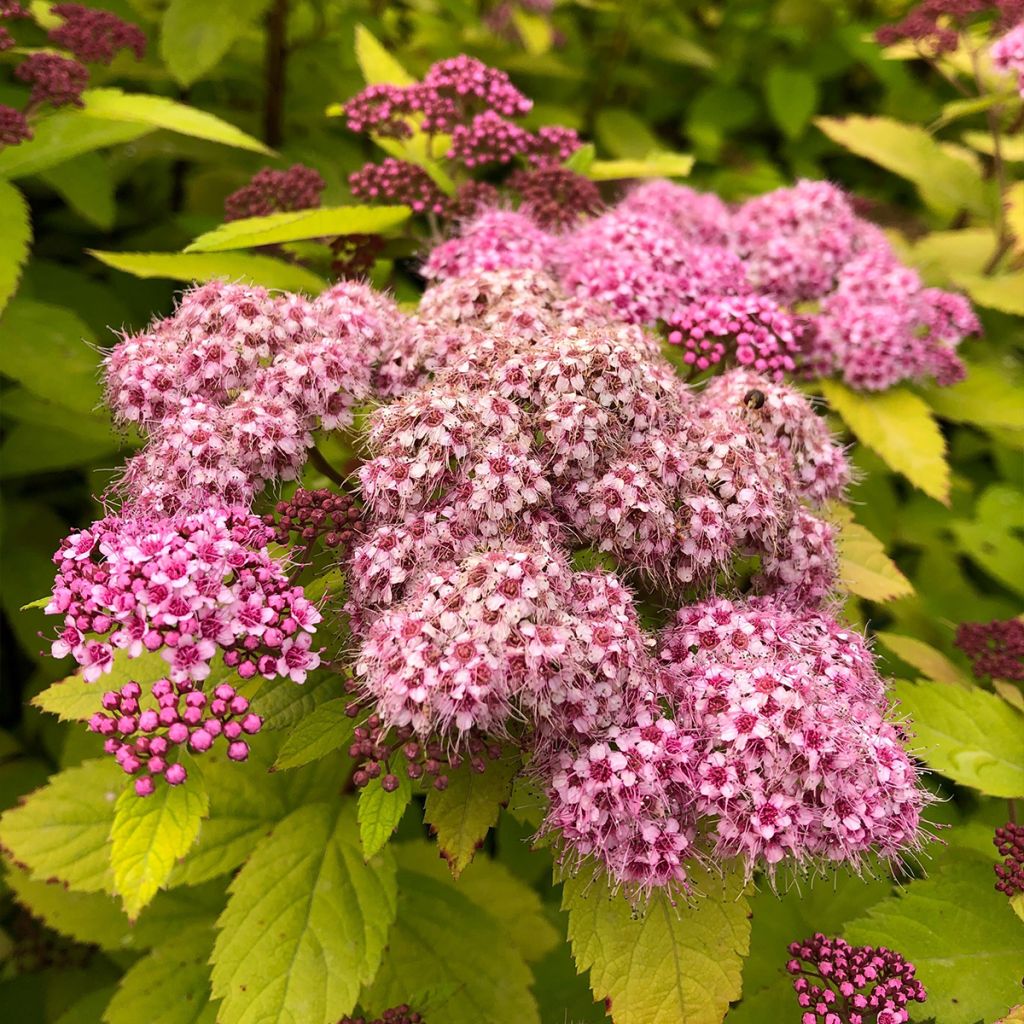 Spiraea japonica Double Play Big Bang Tracy