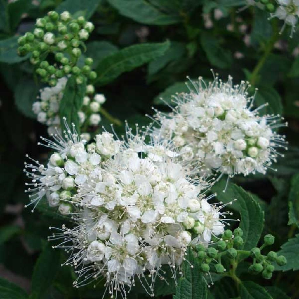 Spiraea japonica Albiflora