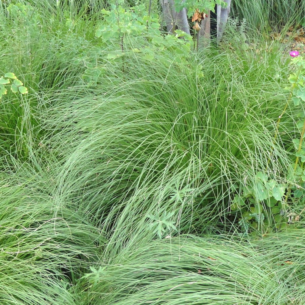 Sporobolus heterolepis 