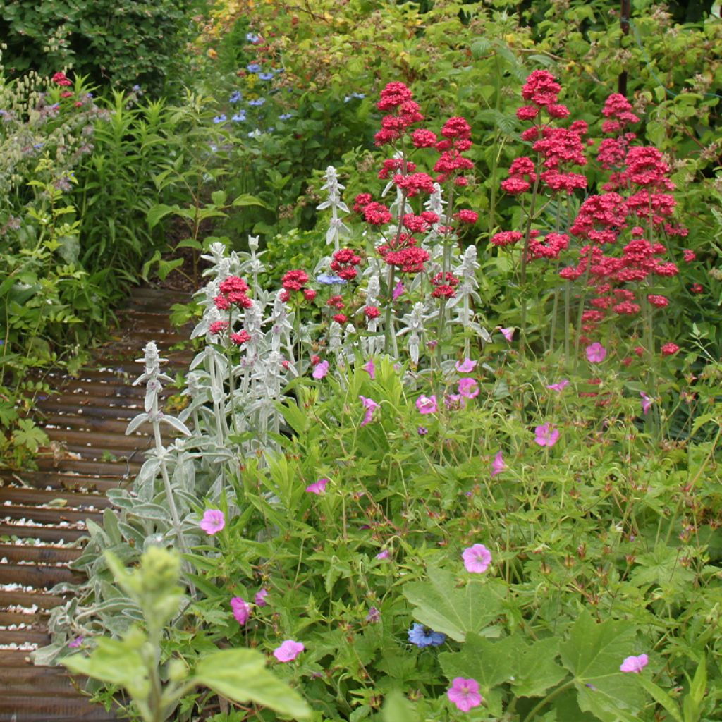 Stachys byzantina