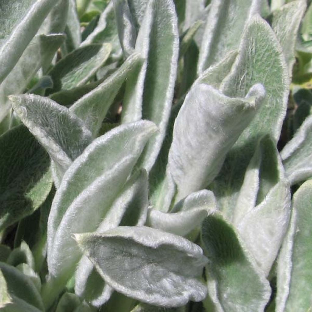 Stachys byzantina Big Ears