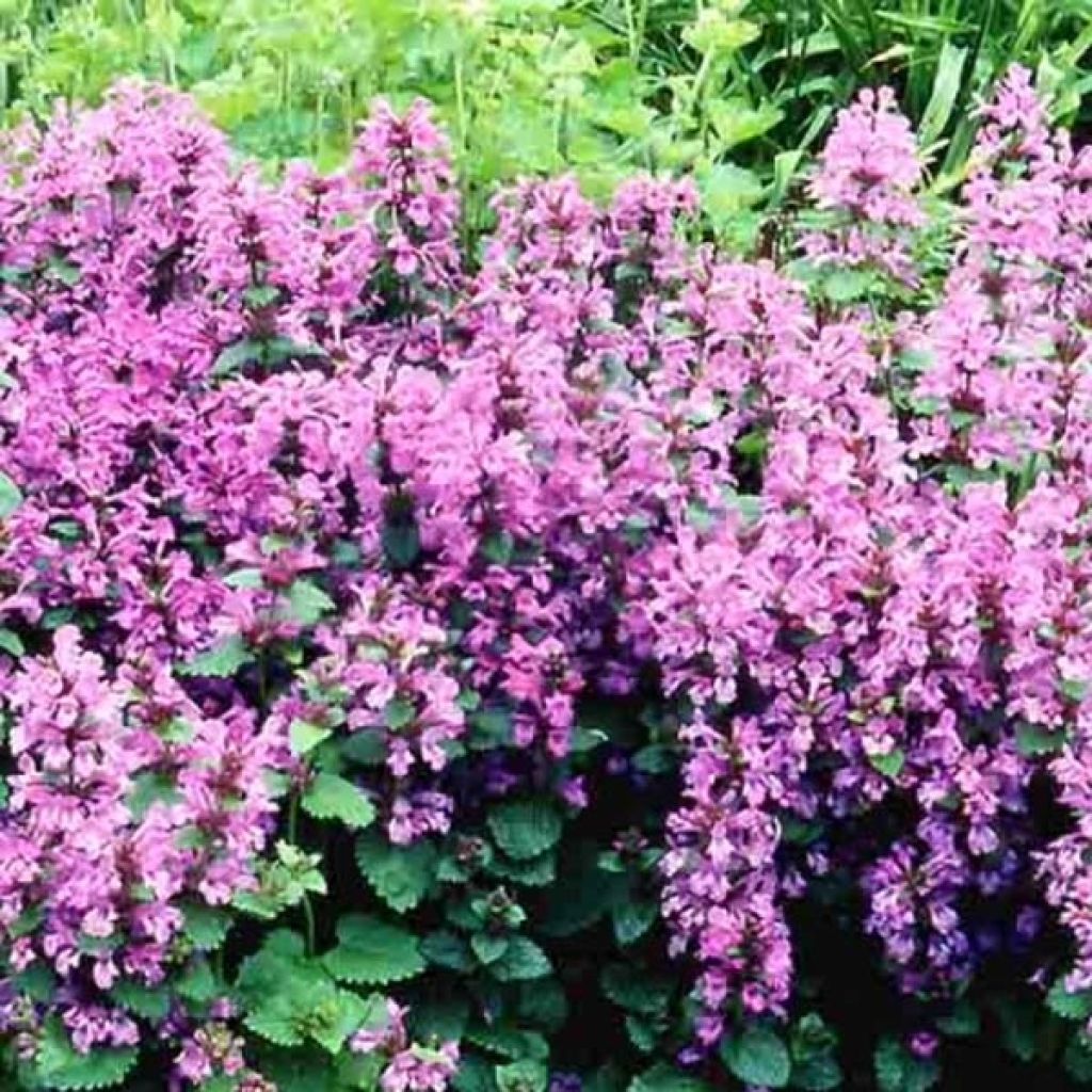 Stachys grandiflora superba