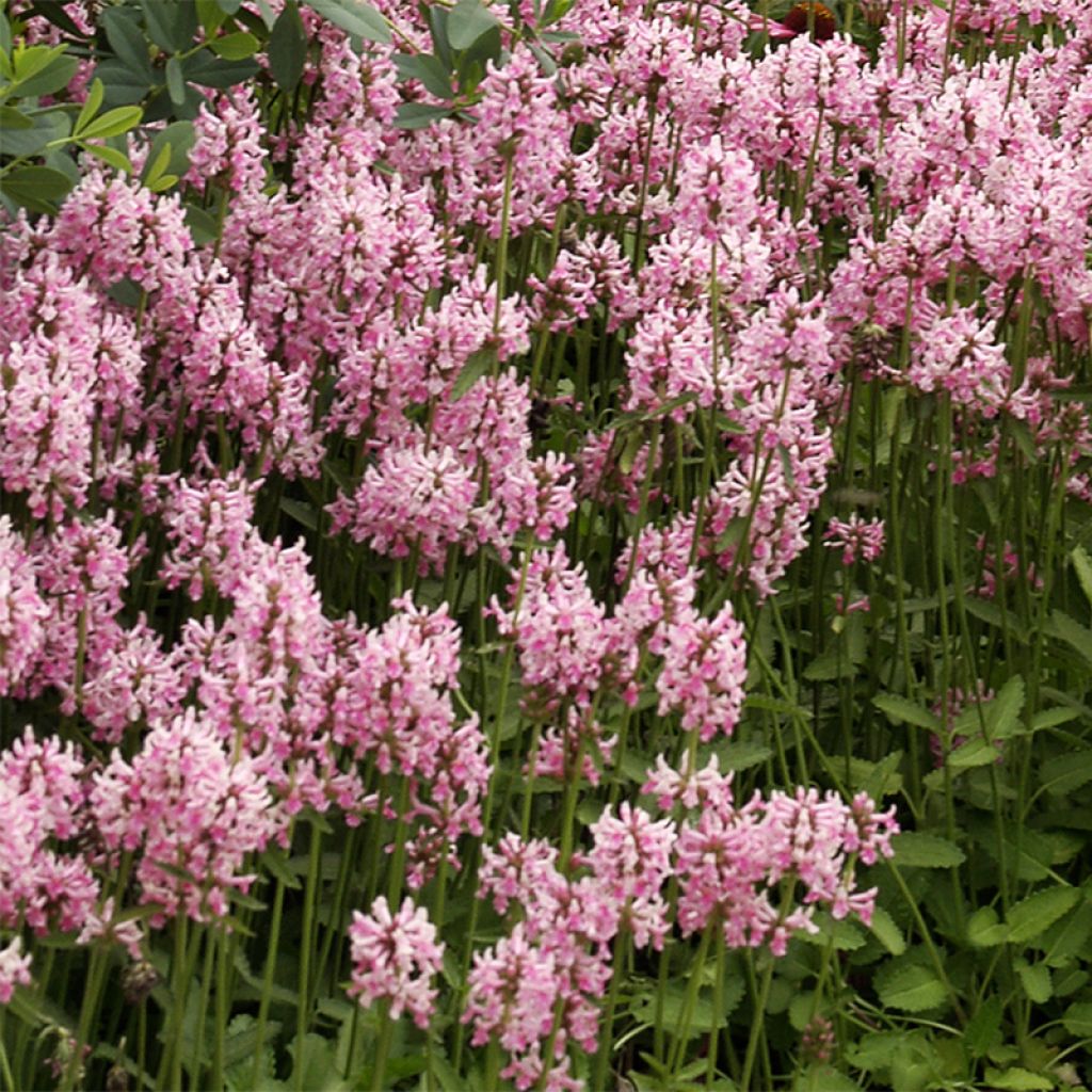 Stachys officinalis Pink Cotton Candy