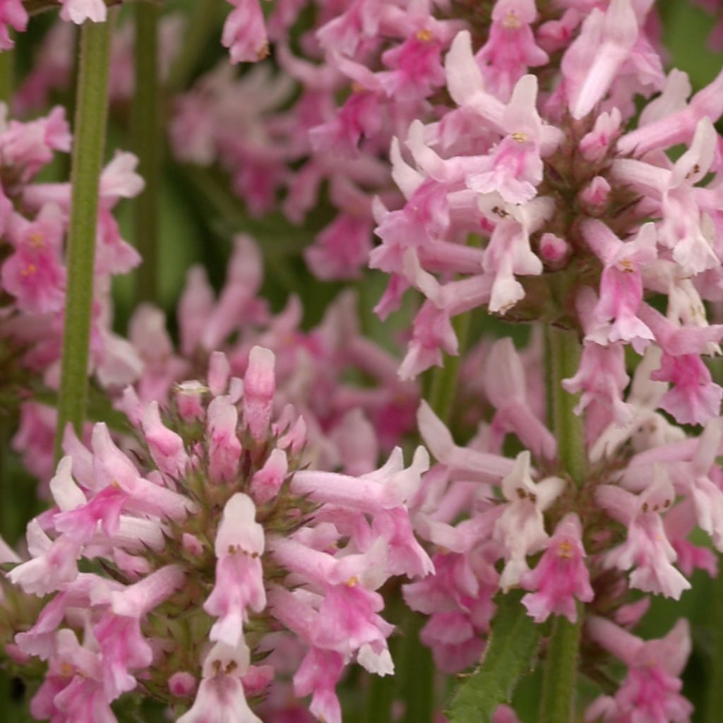Stachys officinalis Pink Cotton Candy