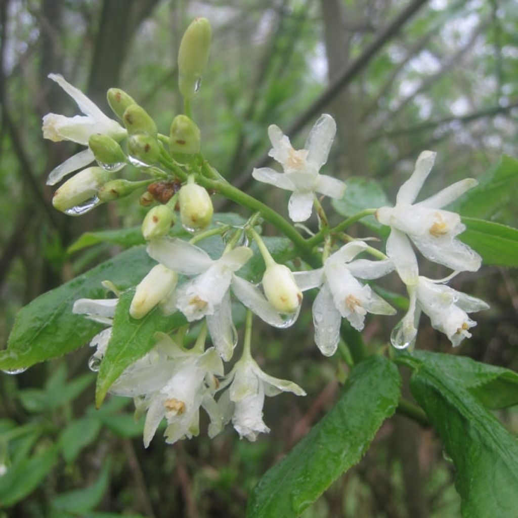 Staphylea colchica