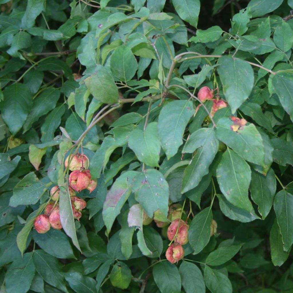 Staphylea pinnata