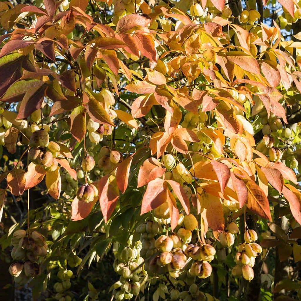 Staphylea pinnata