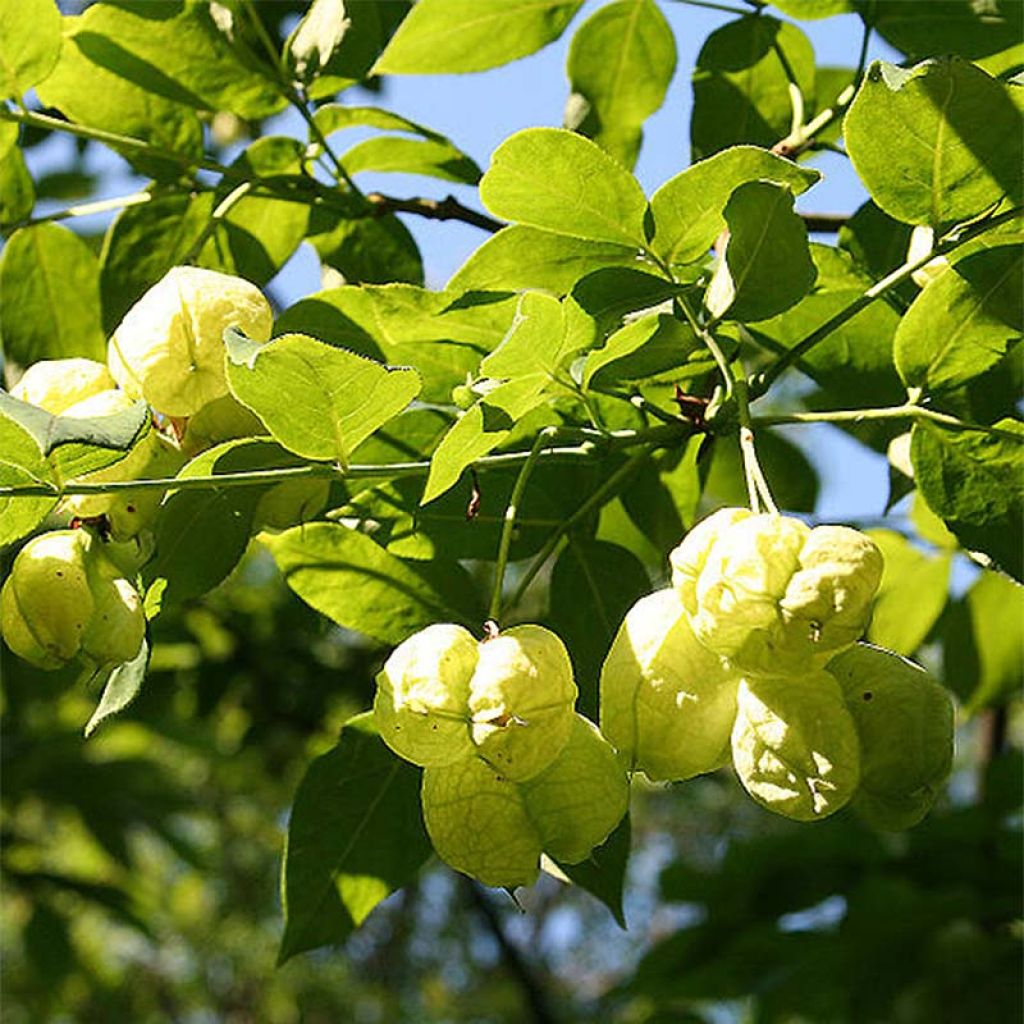 Staphylea pinnata