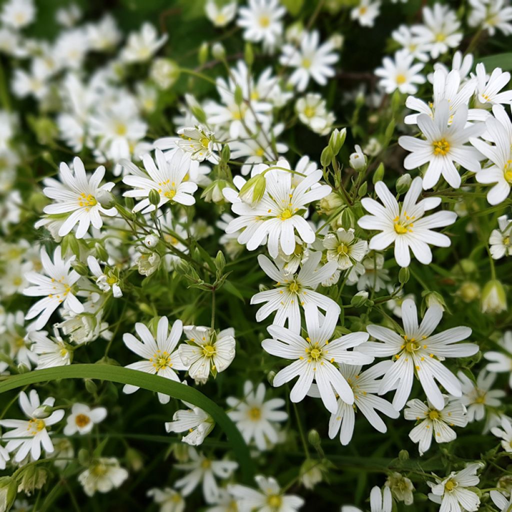 Stellaria holostea