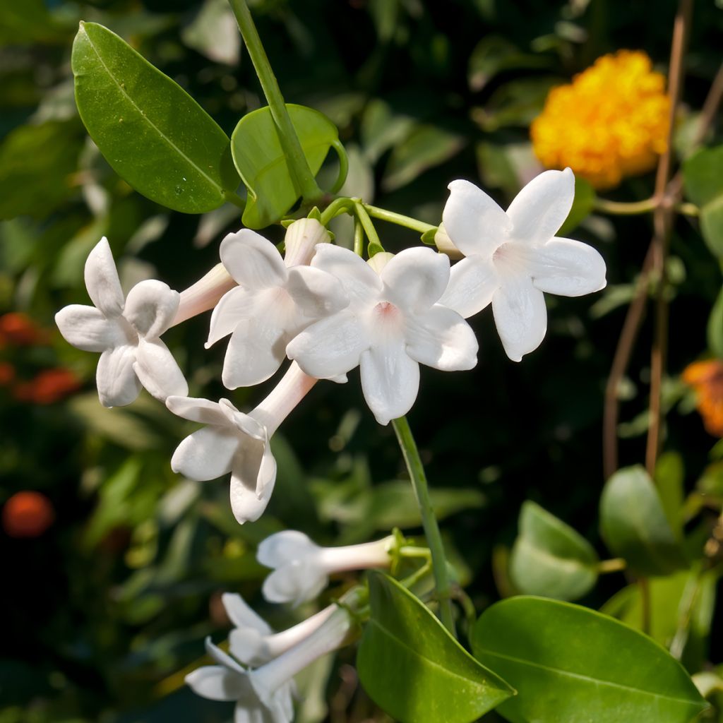 Stephanotis jasminoides
