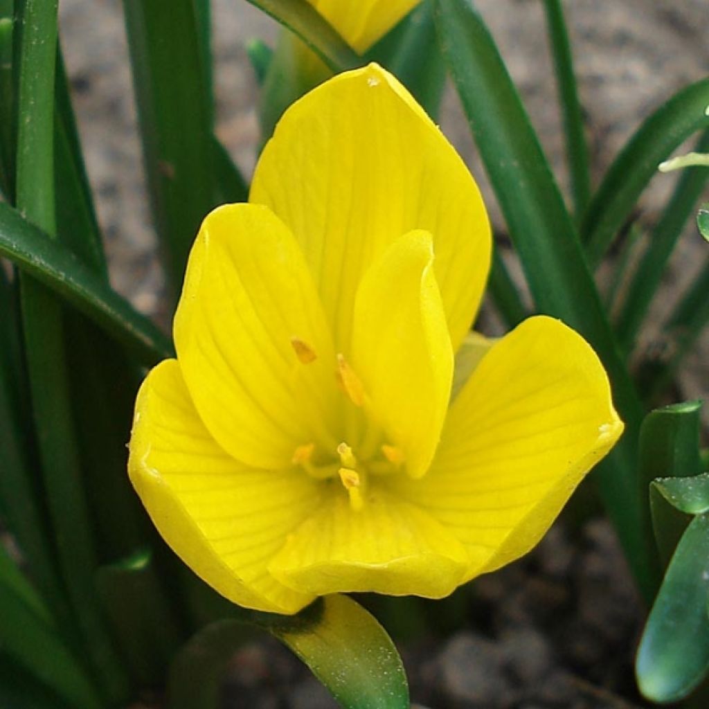 Sternbergia lutea
