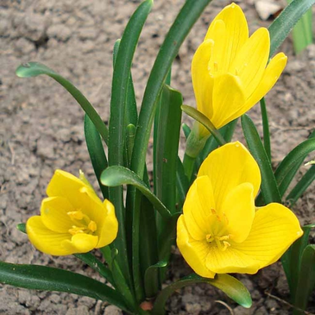 Sternbergia lutea