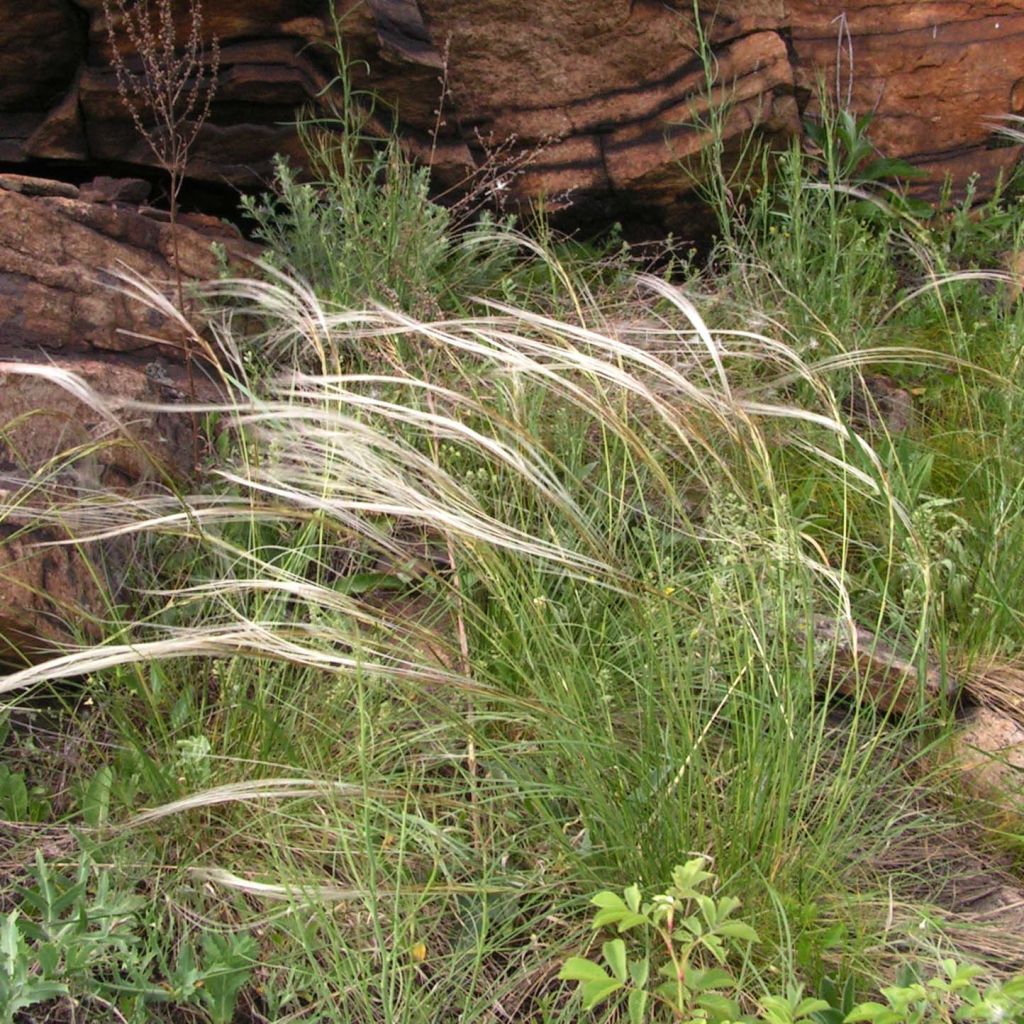 Stipa pulcherrima