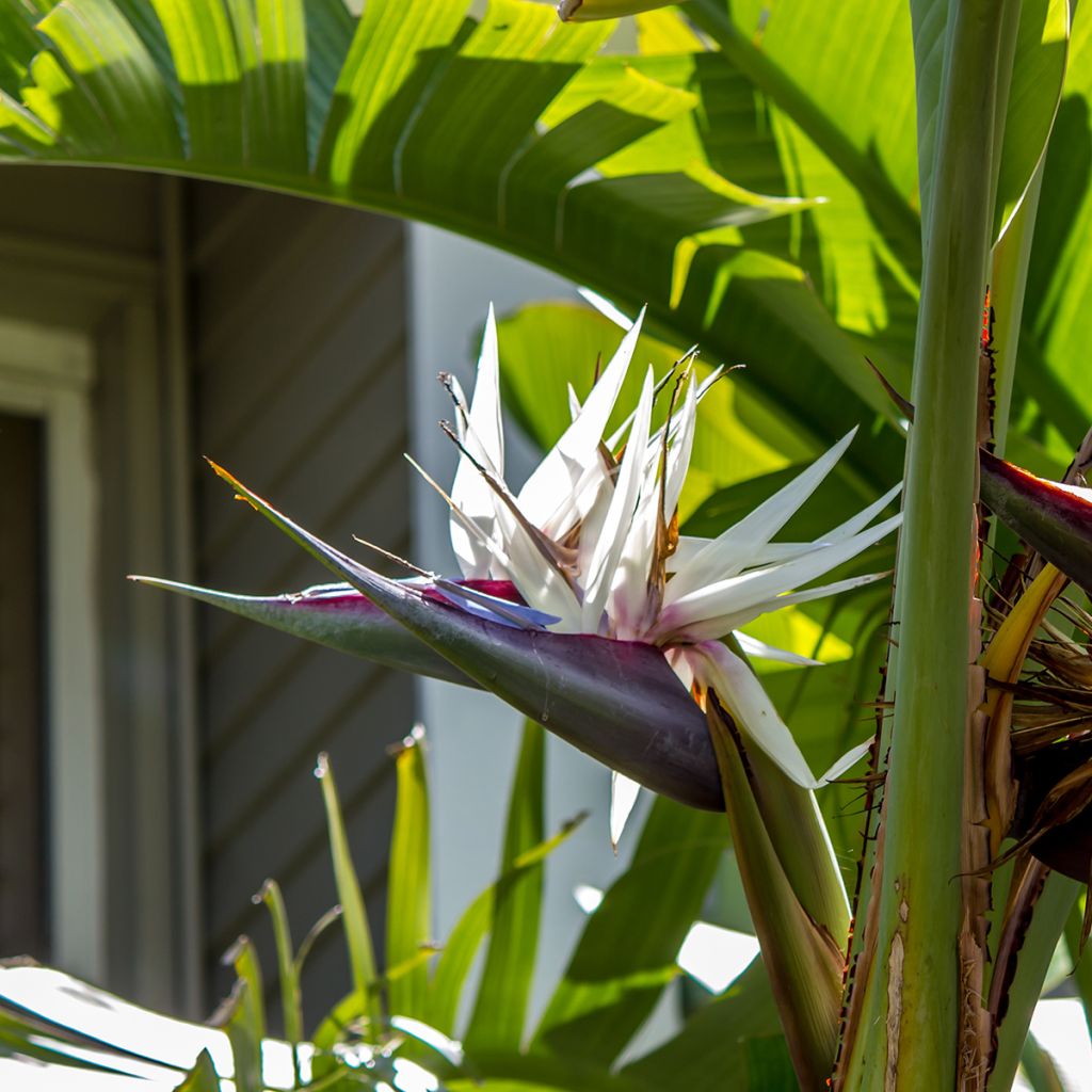 Strelitzia nicolai seeds - White bird of paradise