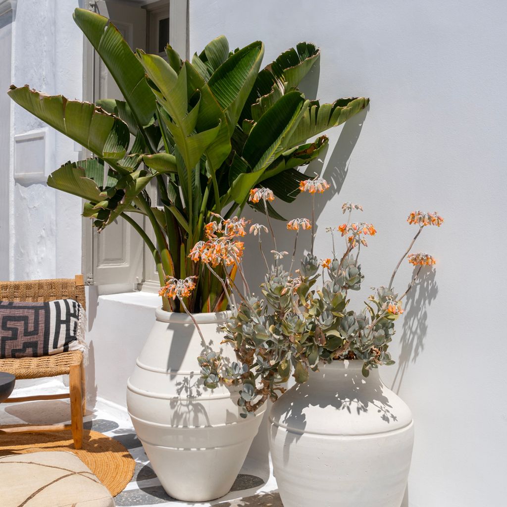Strelitzia nicolai seeds - White bird of paradise