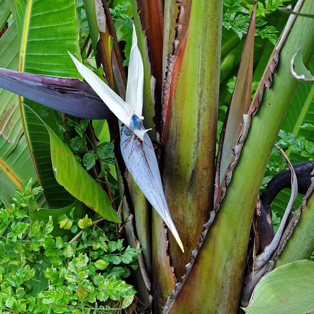 Strelitzia nicolai seeds - White bird of paradise