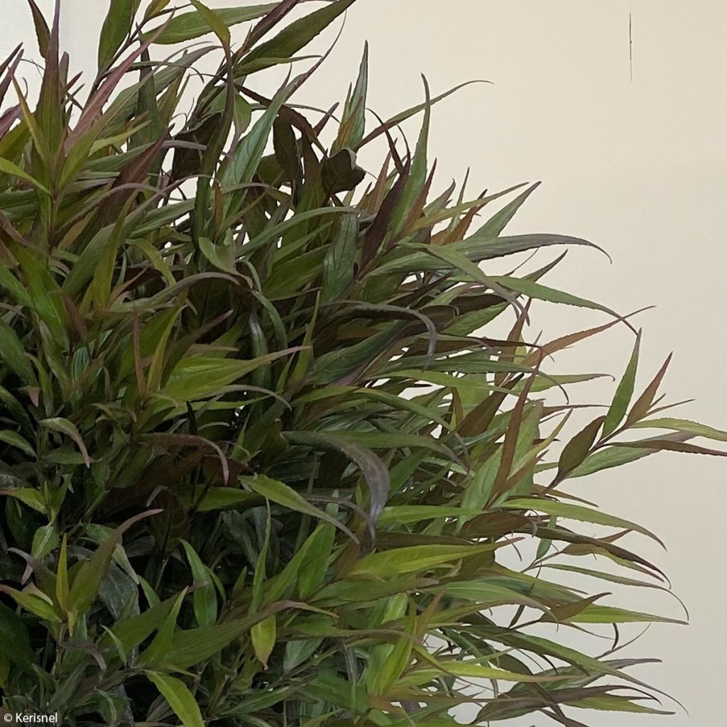 Strobilanthes anisophylla BRUNETTHY