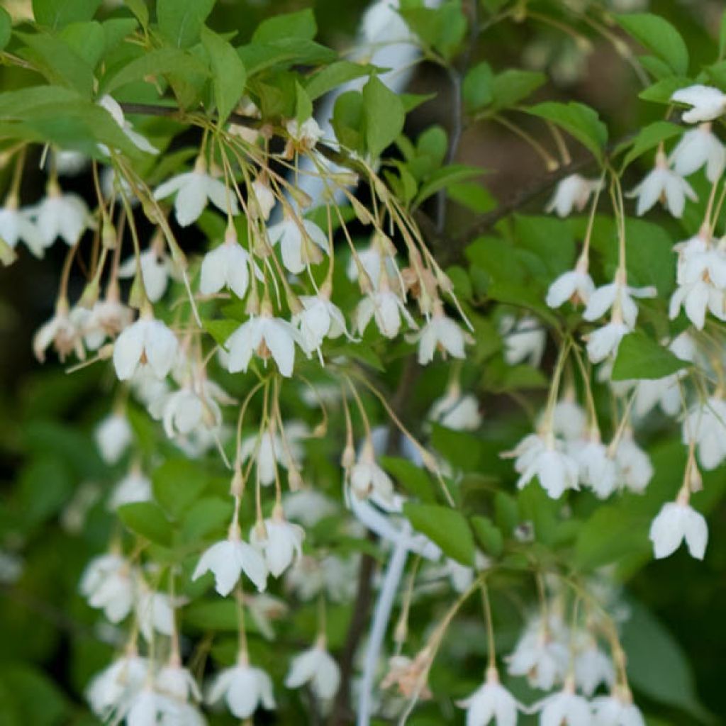 Styrax japonica