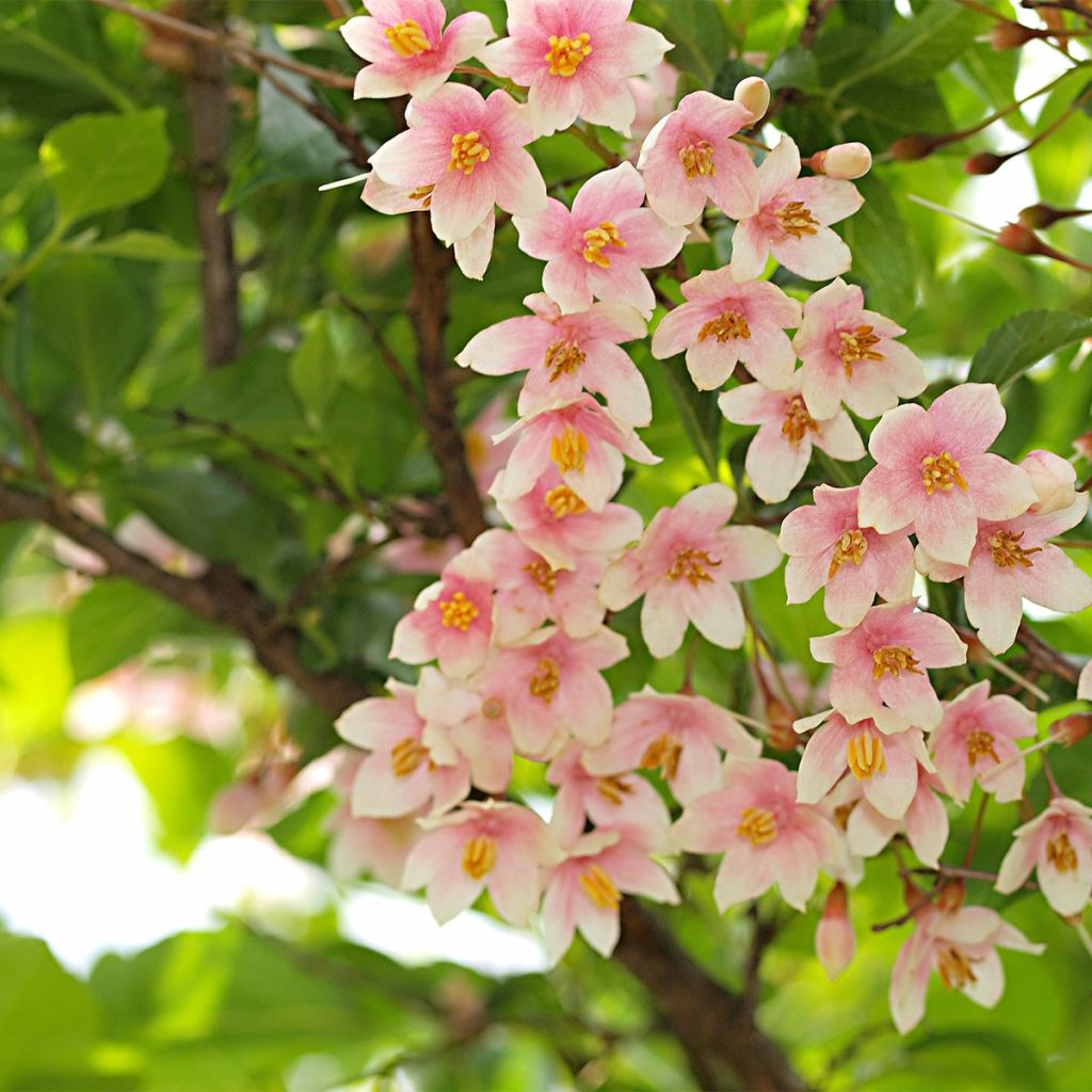 Styrax japonicus Pink Chimes