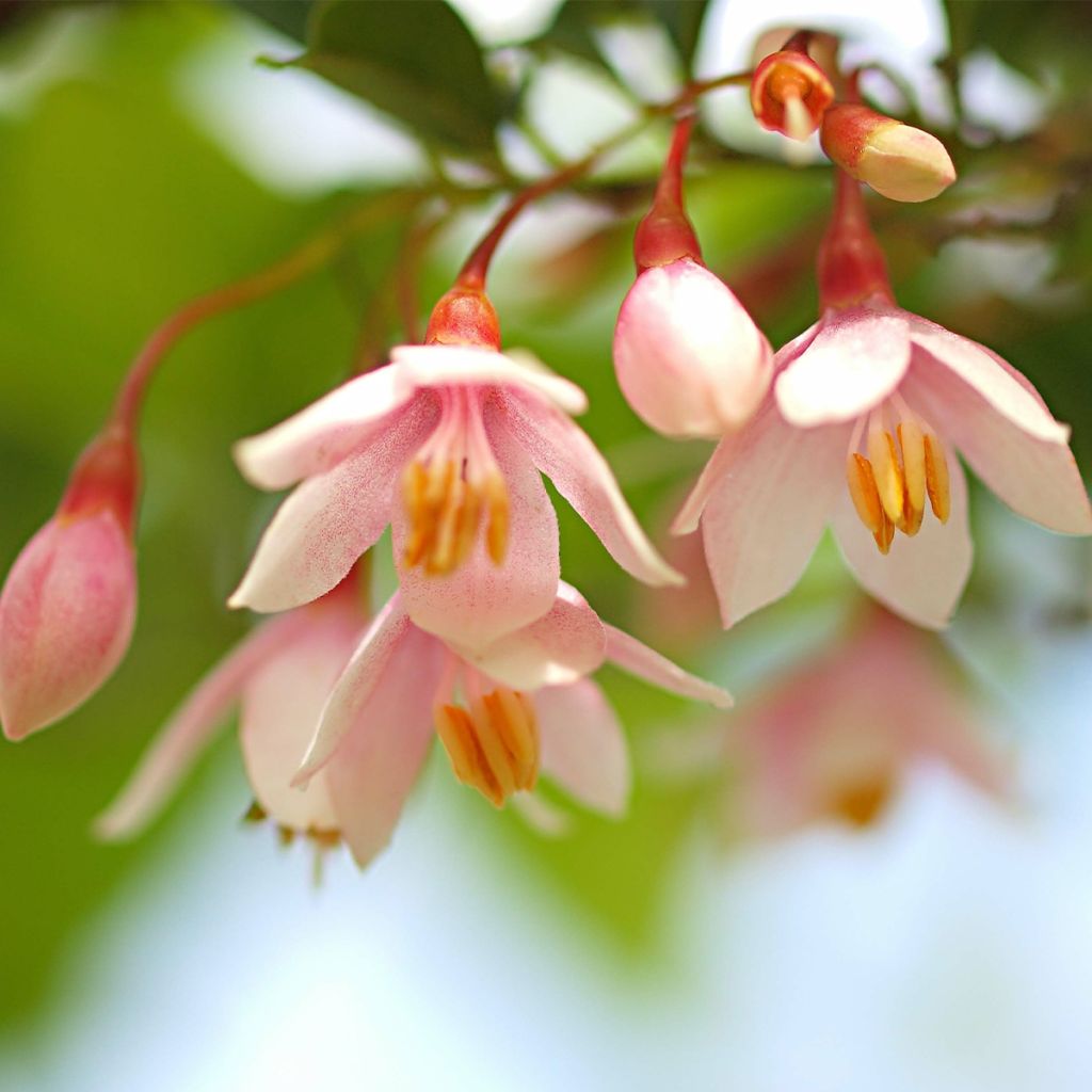 Styrax japonicus Pink Chimes