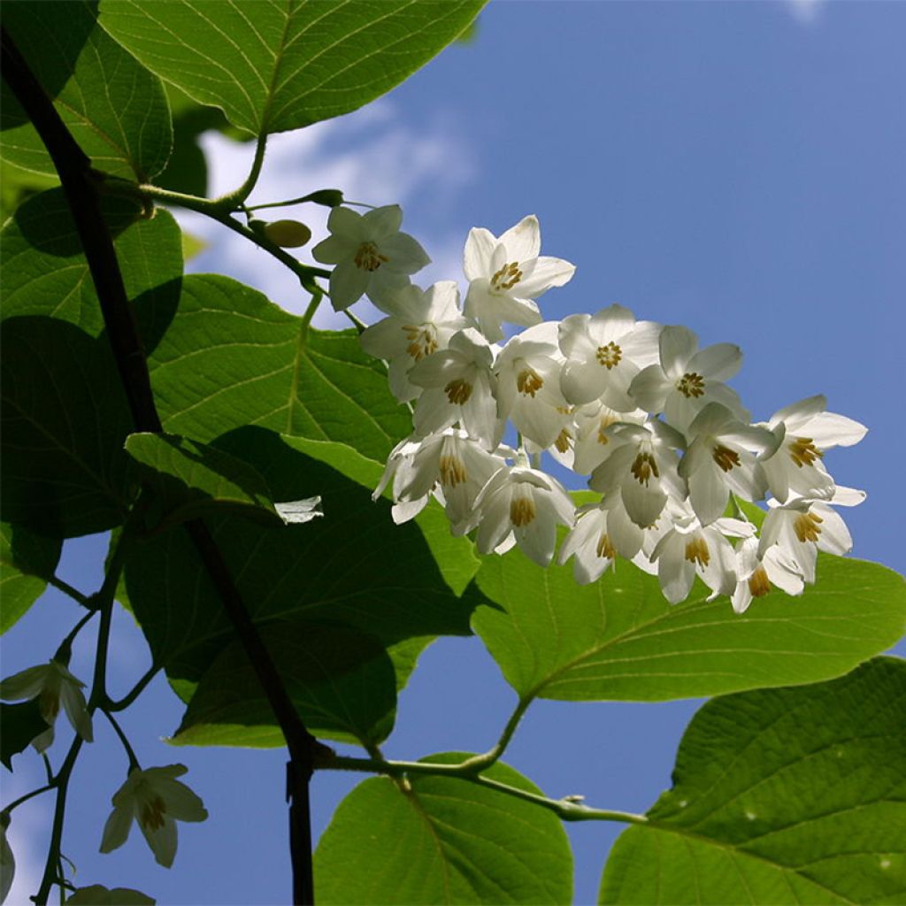 Styrax obassia