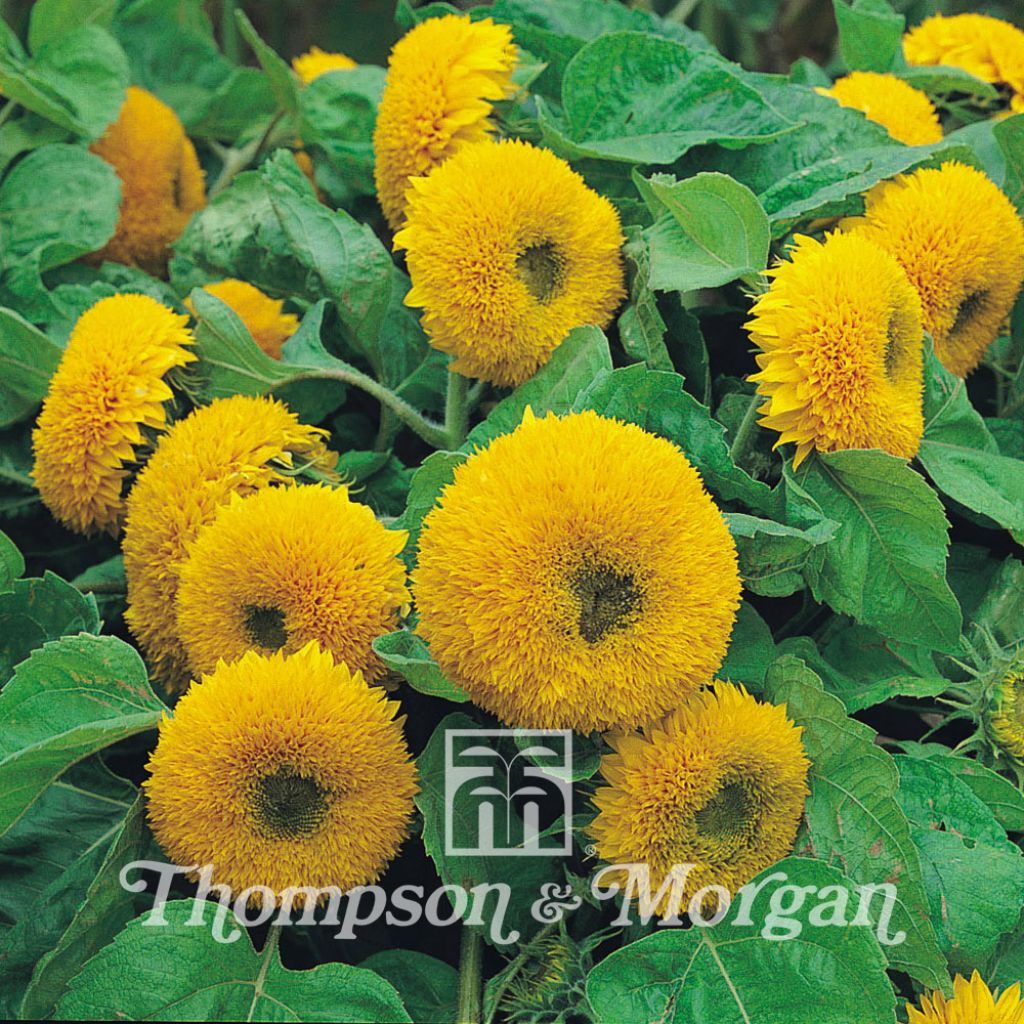 Sunflower Teddy Bear Seeds - Helianthus annuus