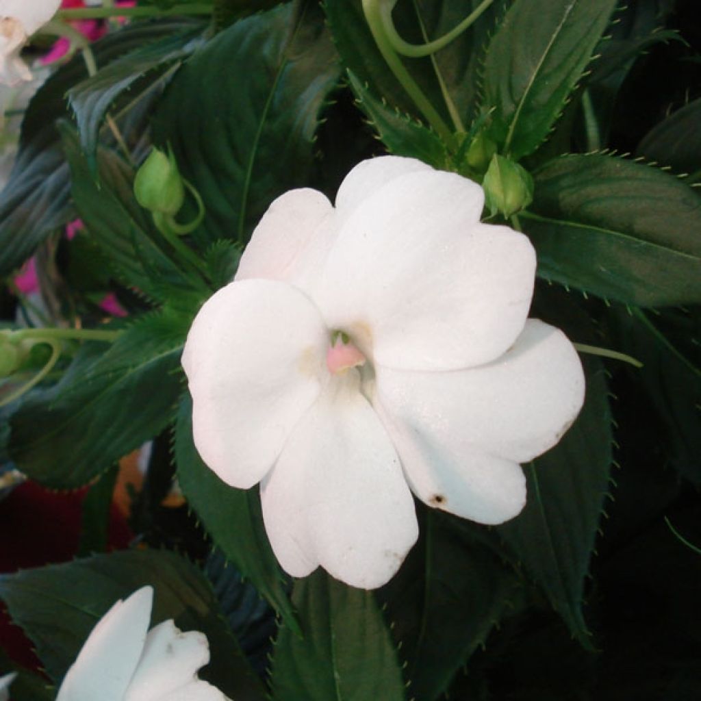 Impatiens SunPatiens Compact White
