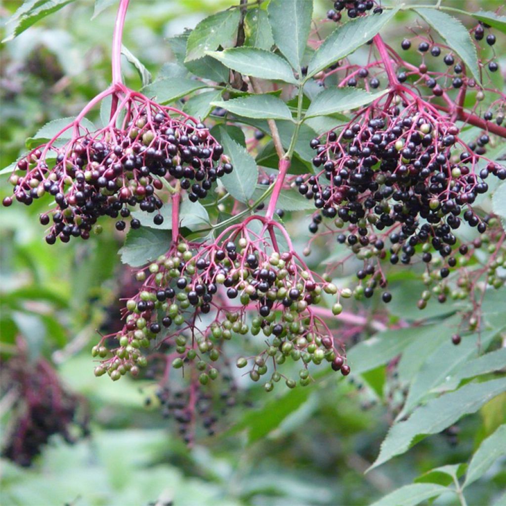 Sambucus nigra Korsor - Black Elder
