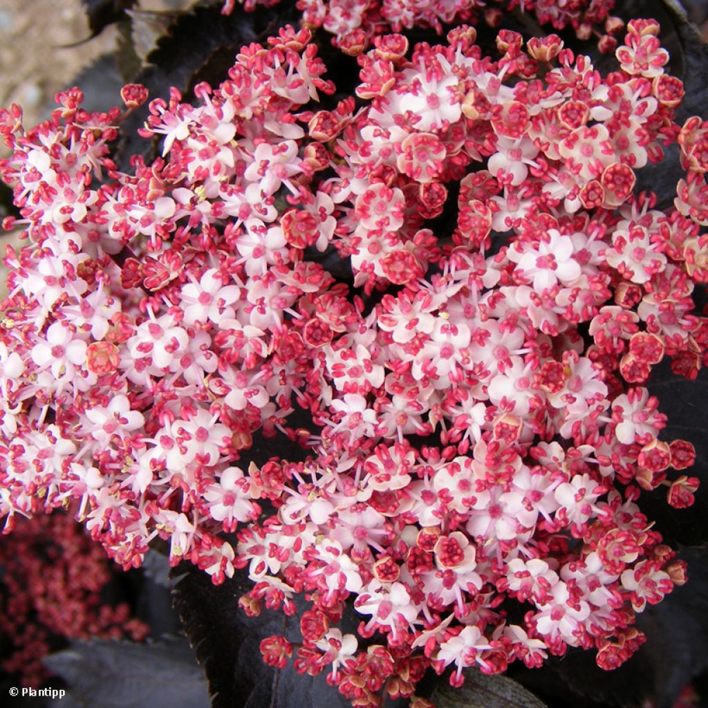 Sambucus nigra Black Tower - Black Elder