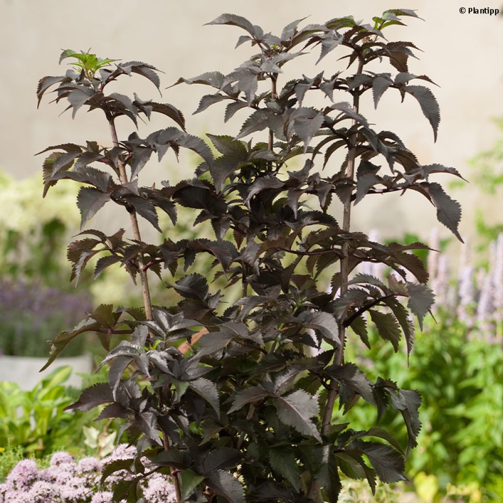 Sambucus nigra Black Tower - Black Elder