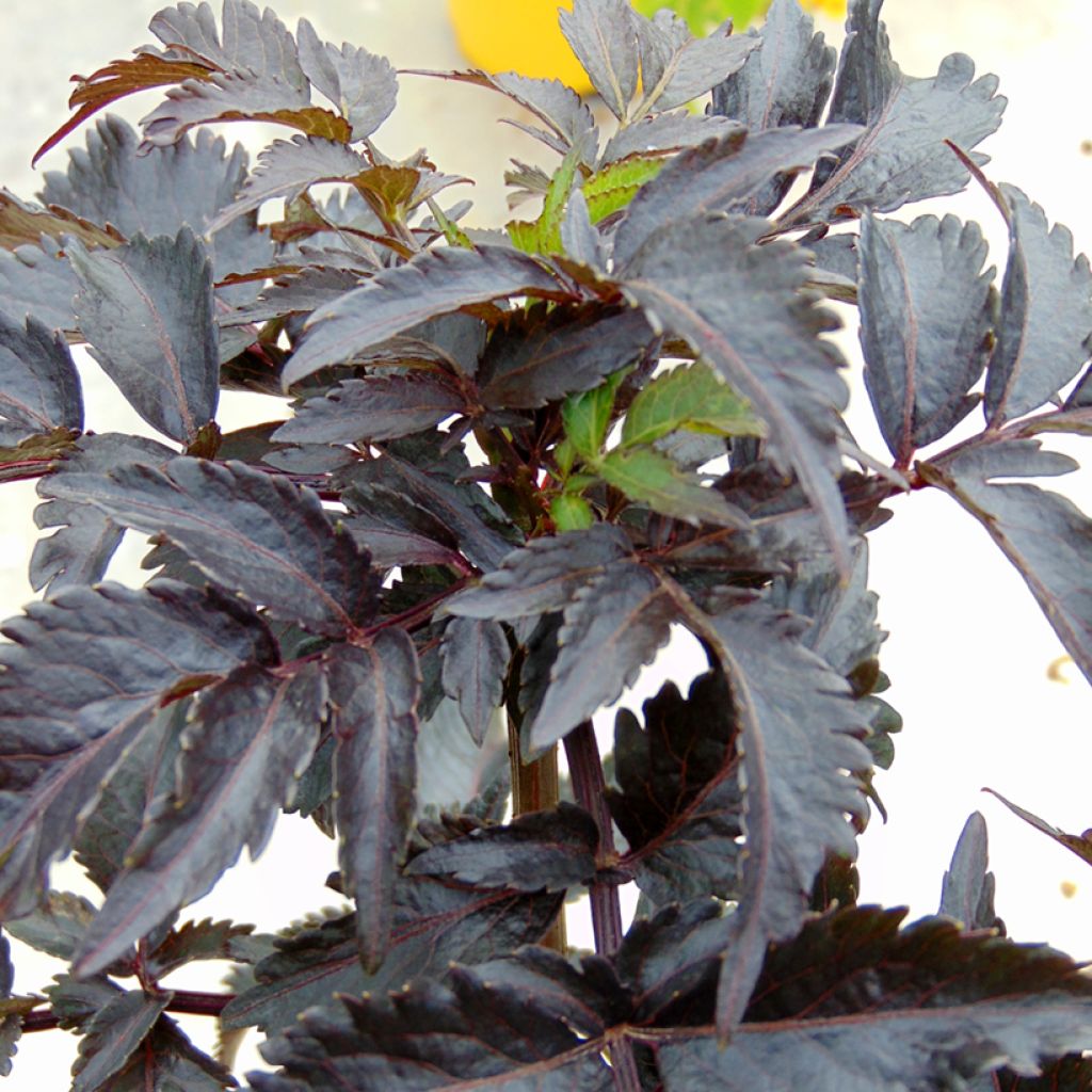 Sambucus nigra Black Tower - Black Elder