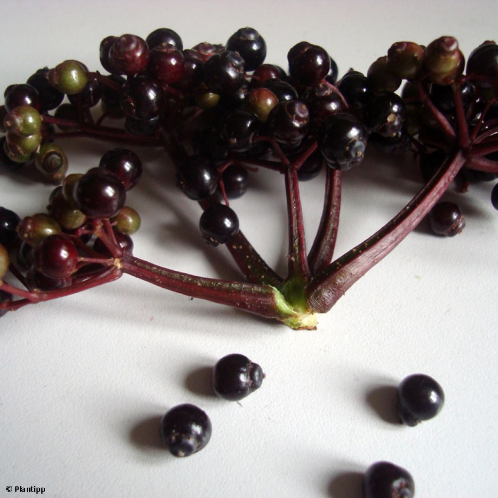 Sambucus nigra Black Tower - Black Elder