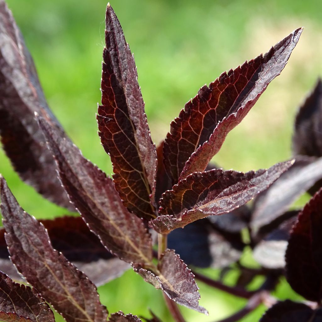 Black Elderberry - Sambucus nigra Black Beauty