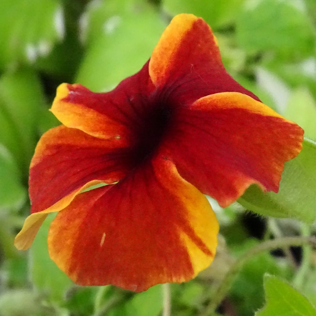 Thunbergia Tangerine Slice - Black-Eyed-Susan