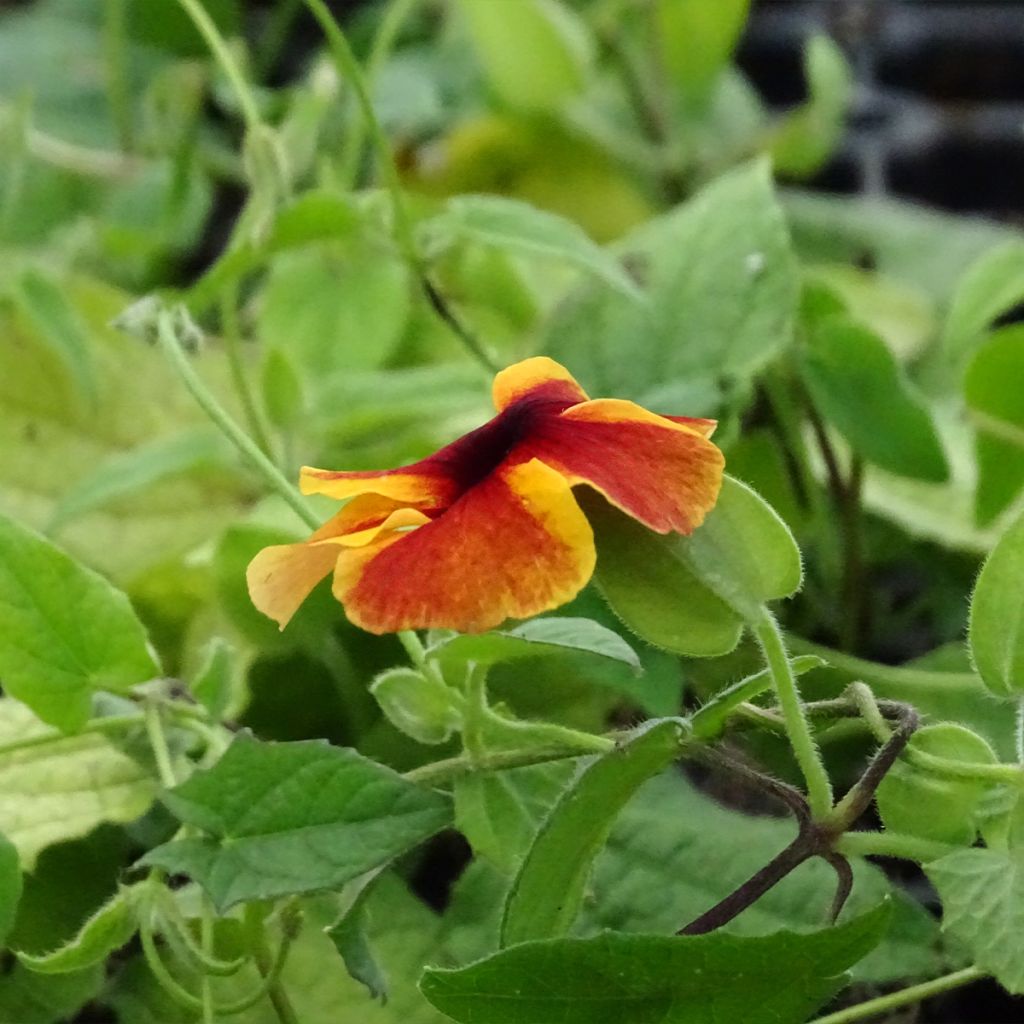 Thunbergia Tangerine Slice - Black-Eyed-Susan