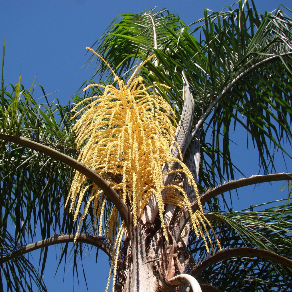 Syagrus romanzoffiana - Queen Palm