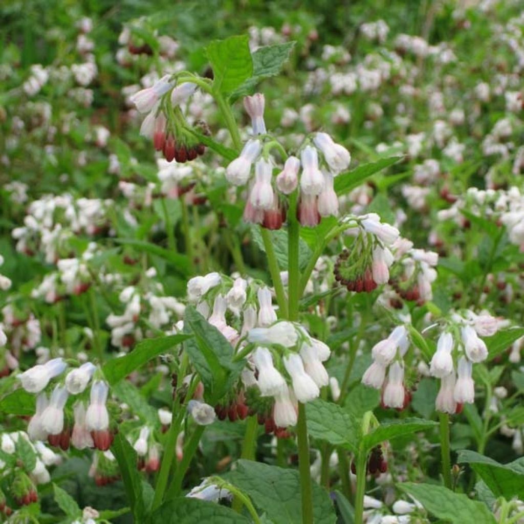 Symphytum Hidcote Pink - Comfrey