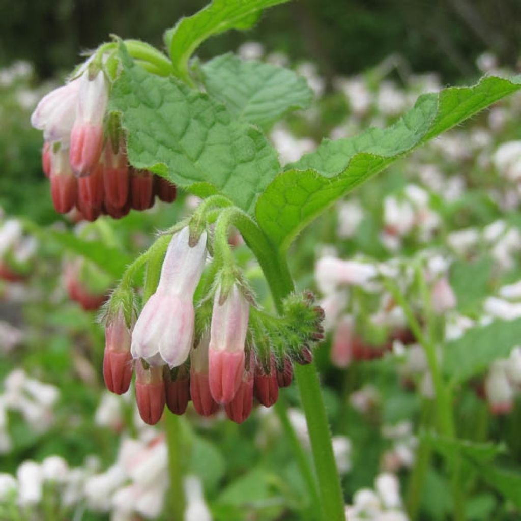 Symphytum Hidcote Pink - Comfrey