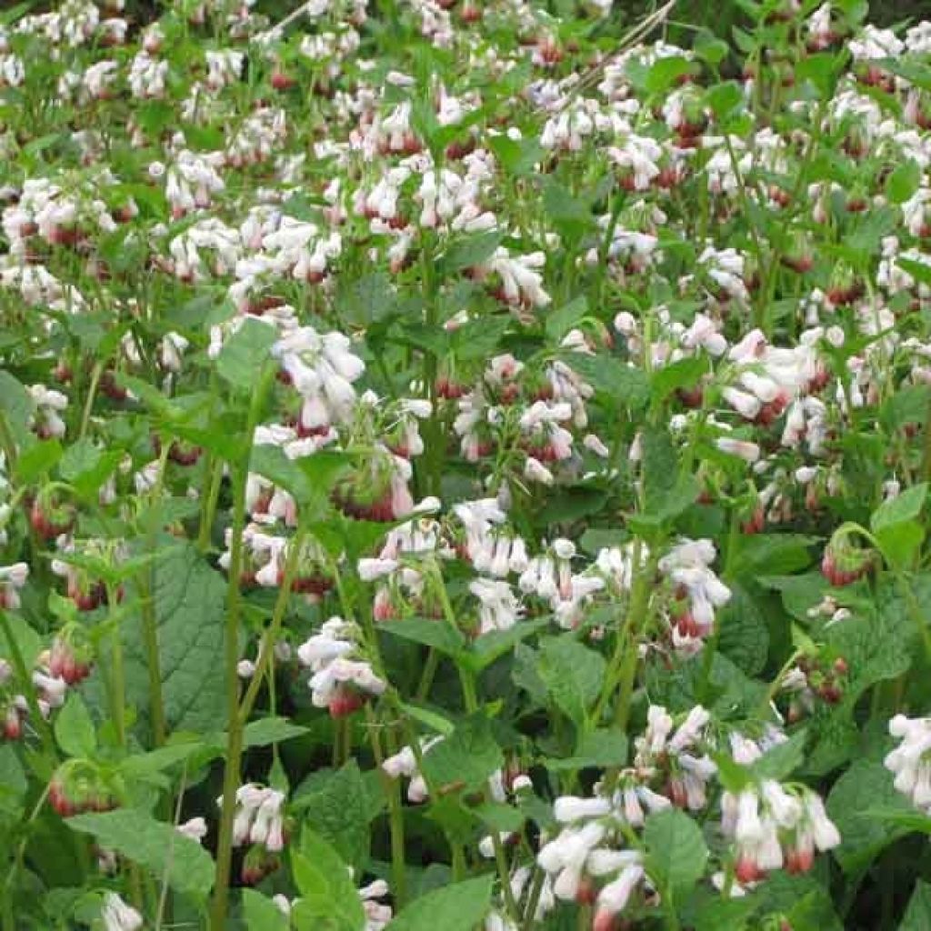 Symphytum Hidcote Pink - Comfrey