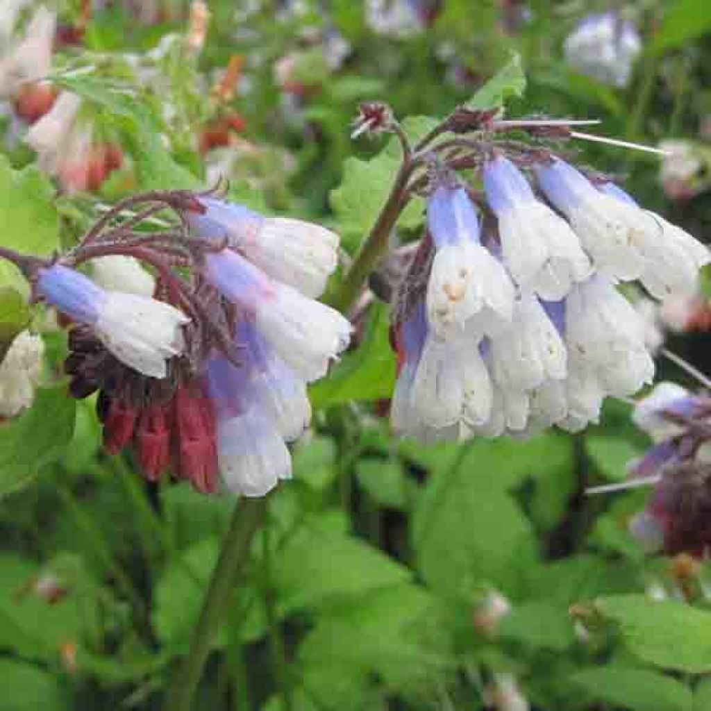 Symphytum grandiflorum Sky Blue Pink - Comfrey