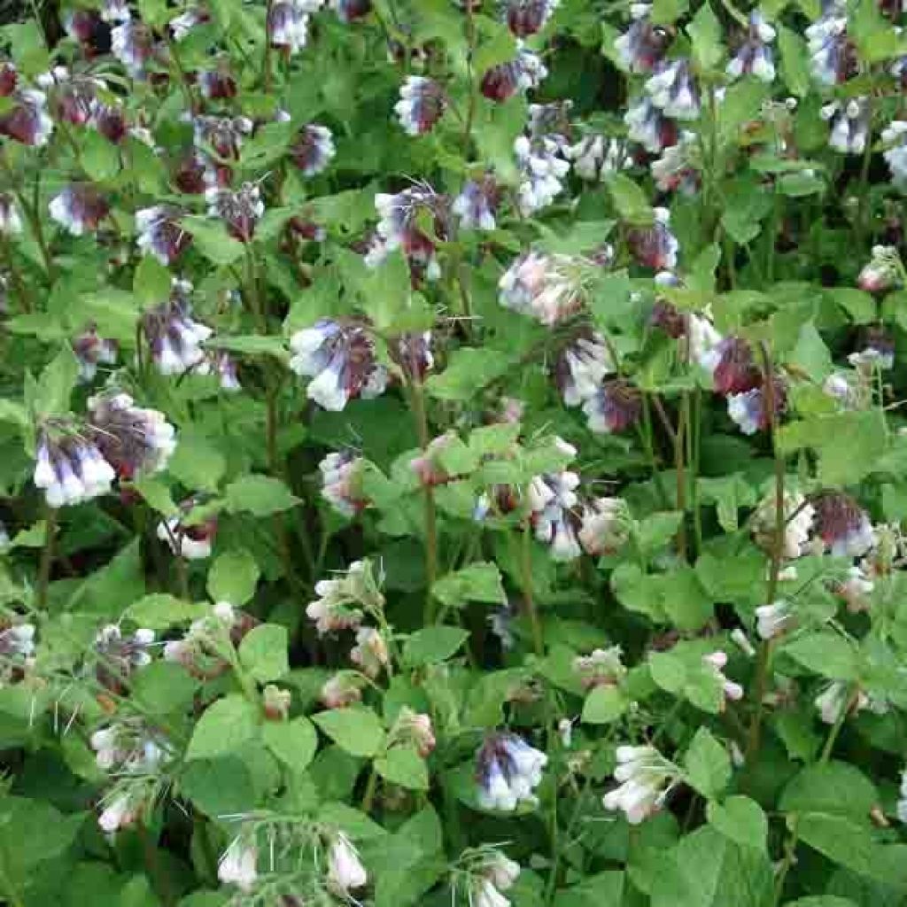 Symphytum grandiflorum Sky Blue Pink - Comfrey