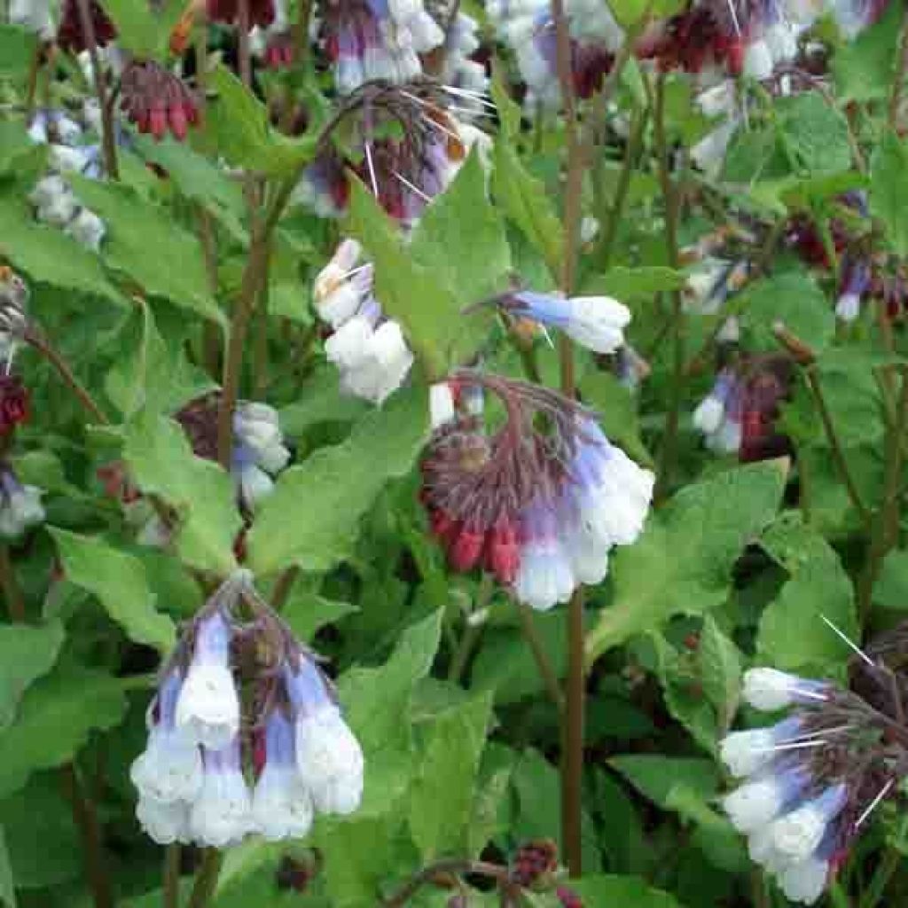 Symphytum grandiflorum Sky Blue Pink - Comfrey