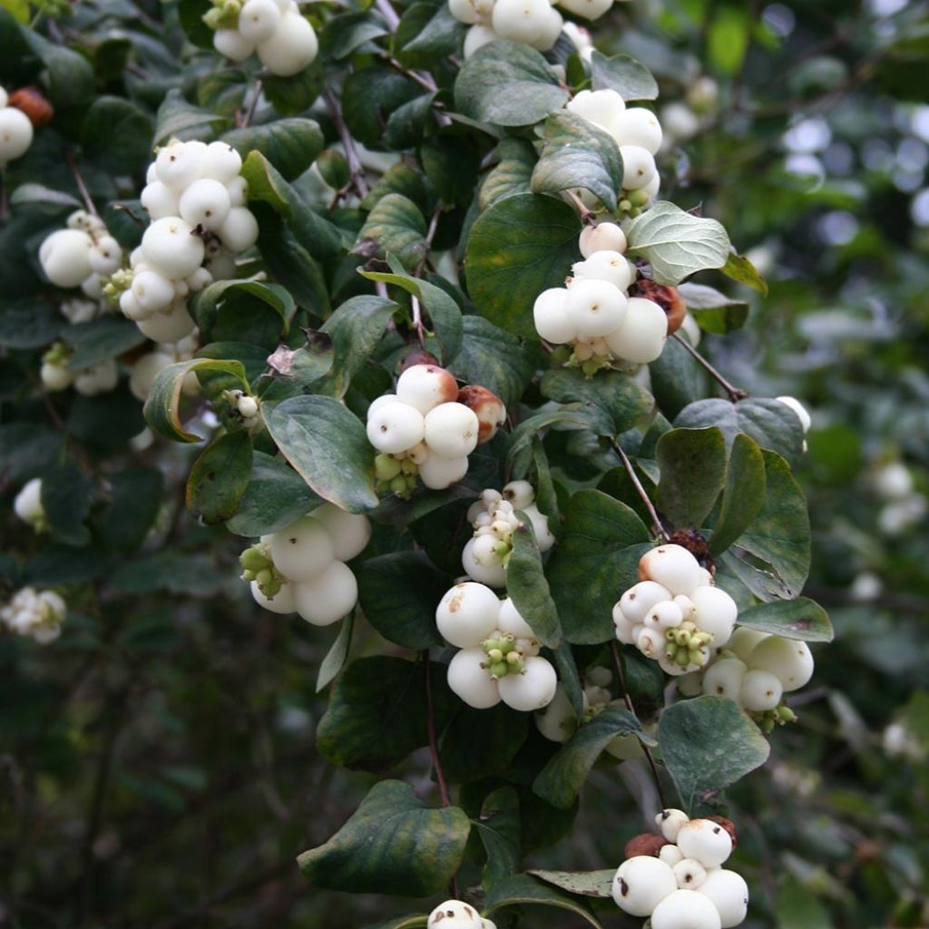 Symphorycarpos albus