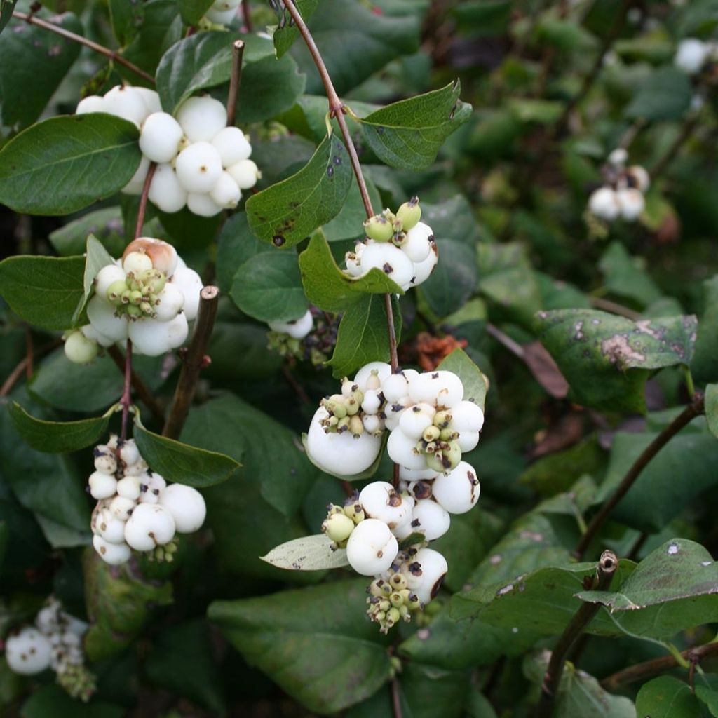 Symphorycarpos albus