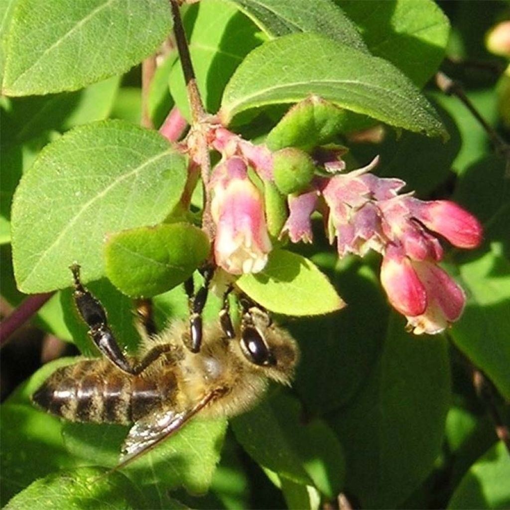 Symphorycarpos chenaultii