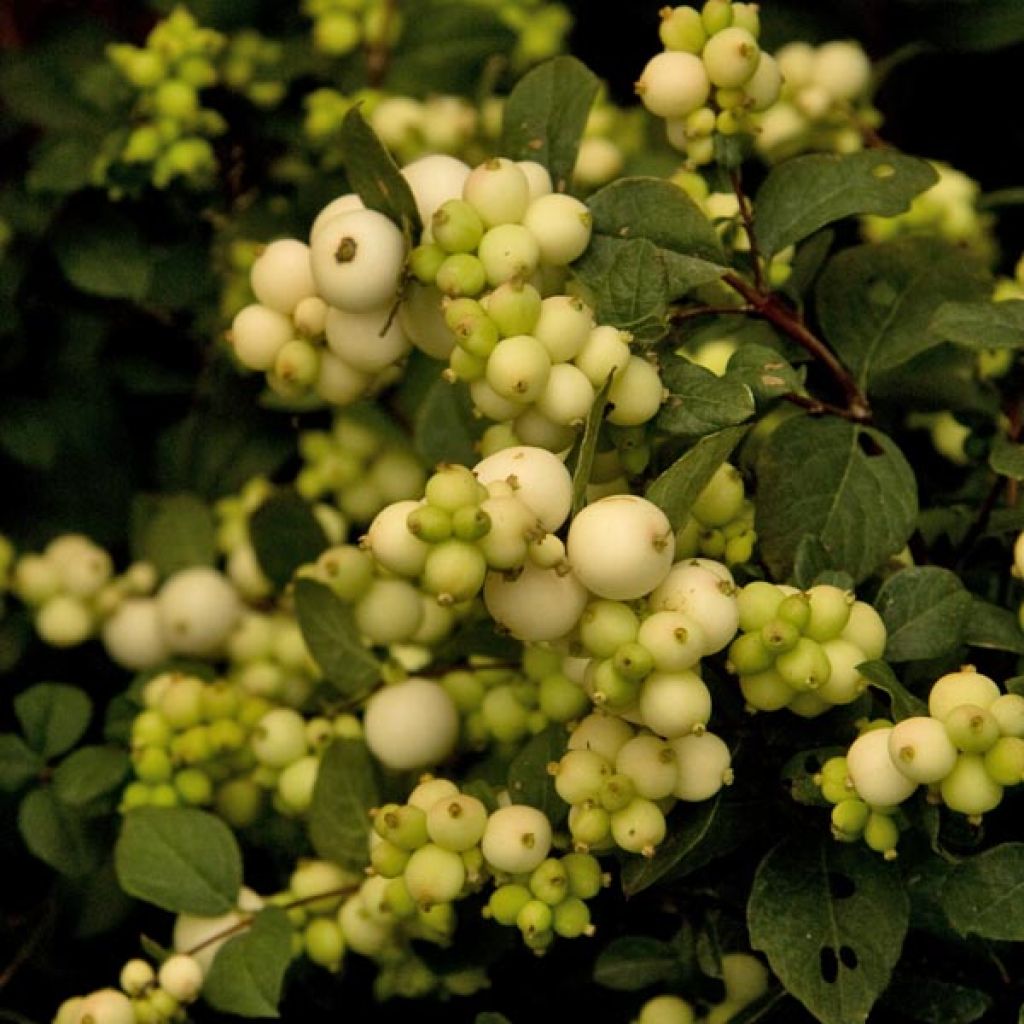 Symphoricarpos doorenboosii White Hedge