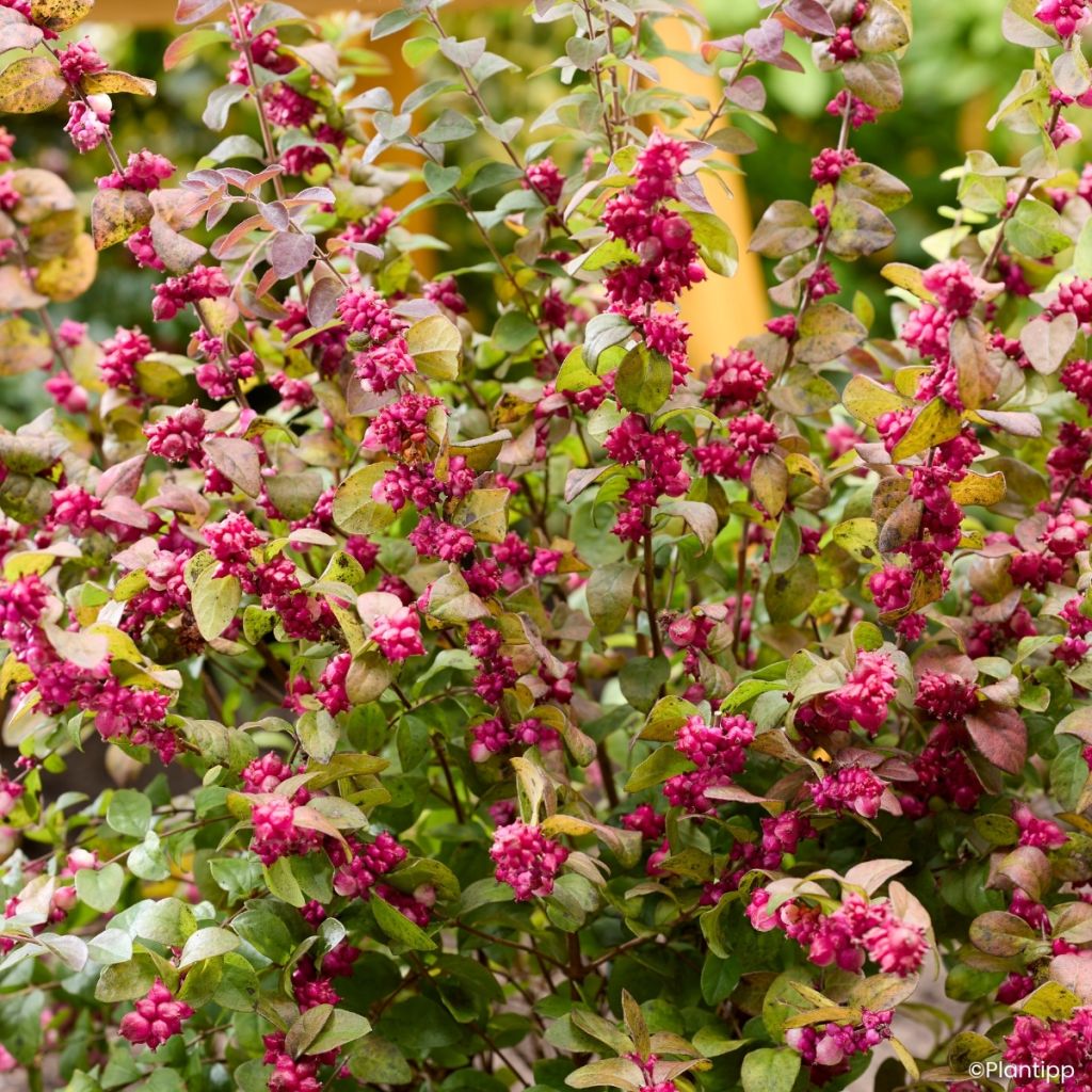 Symphoricarpos Little Berry