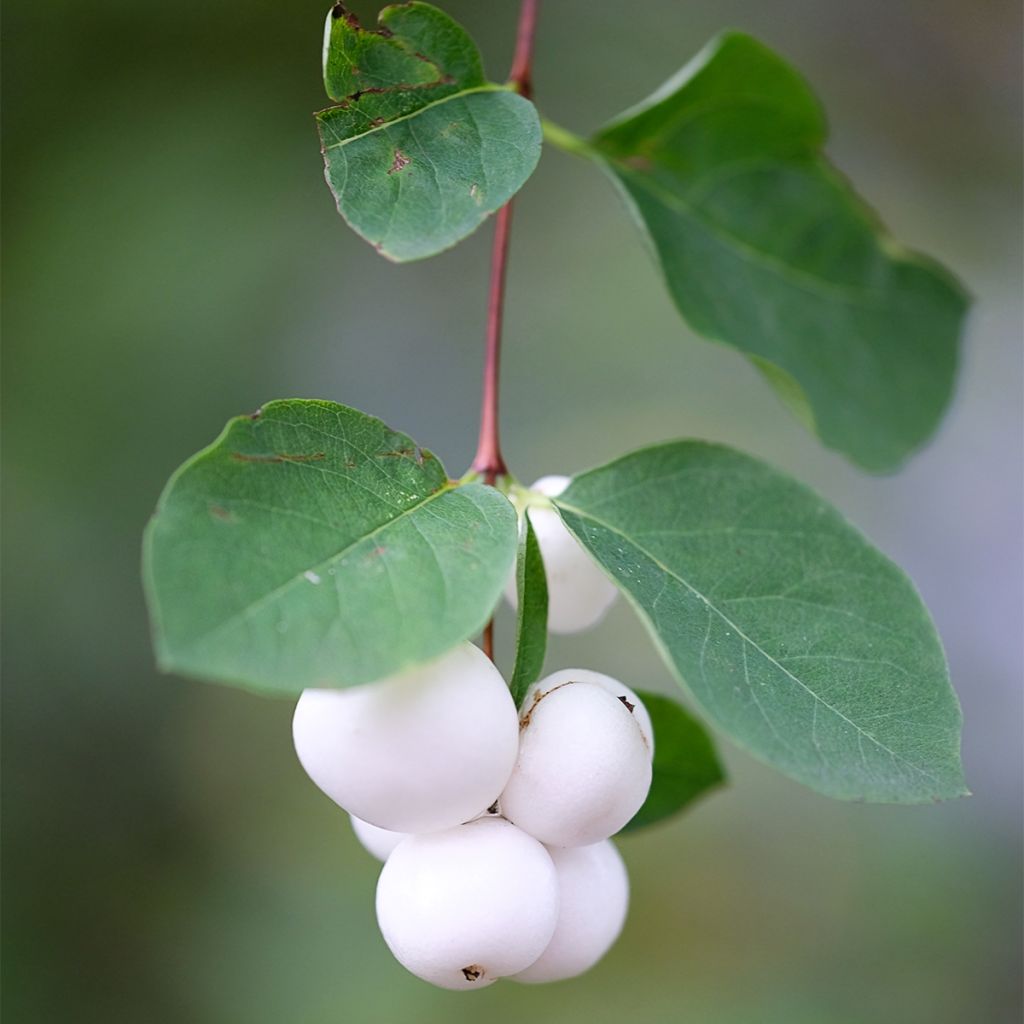 Symphoricarpos Arvid